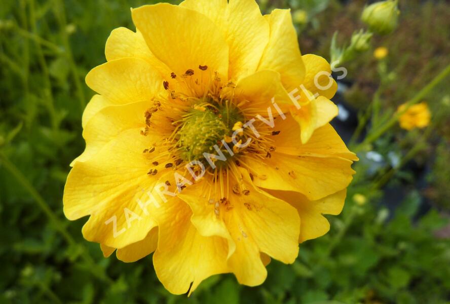 Kuklík chilský 'Goldball' - Geum chiloense 'Goldball'