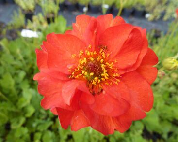 Kuklík chilský 'Feuerball'