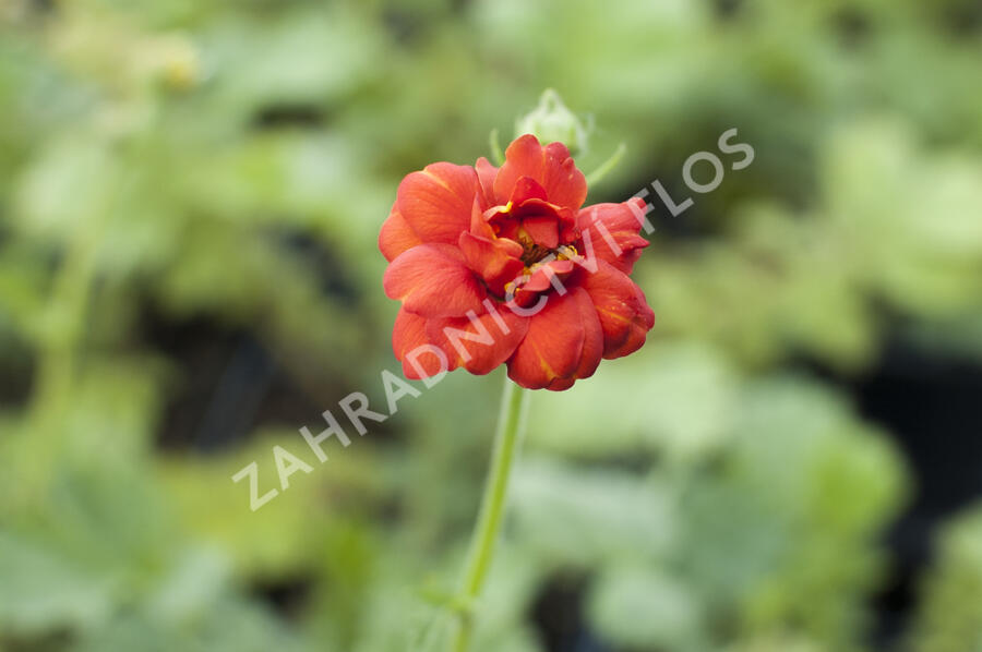 Kuklík chilský 'Feuerball' - Geum chiloense 'Feuerball'