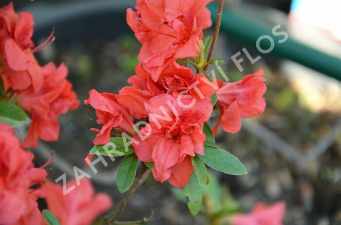 Azalka japonská 'Rosso Chiaro' - Azalea japonica 'Rosso Chiaro'