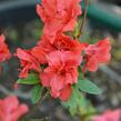 Azalka japonská 'Rosso Chiaro' - Azalea japonica 'Rosso Chiaro'