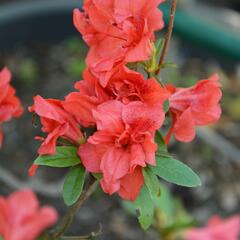 Azalka japonská 'Rosso Chiaro' - Azalea japonica 'Rosso Chiaro'