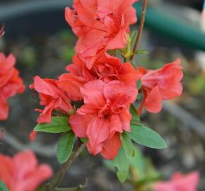 Azalka japonská 'Rosso Chiaro' - Azalea japonica 'Rosso Chiaro'