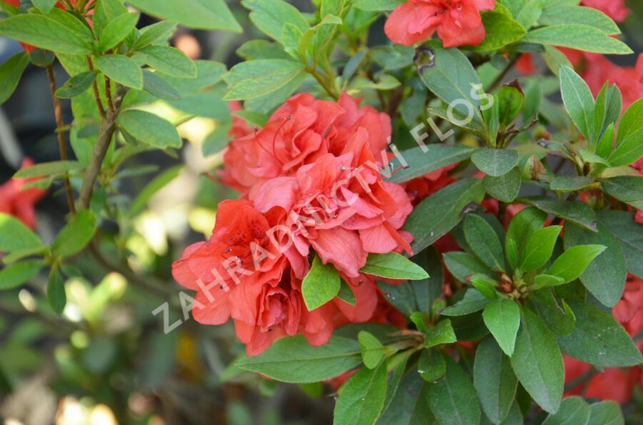 Azalka japonská 'Rosso Chiaro' - Azalea japonica 'Rosso Chiaro'