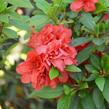 Azalka japonská 'Rosso Chiaro' - Azalea japonica 'Rosso Chiaro'