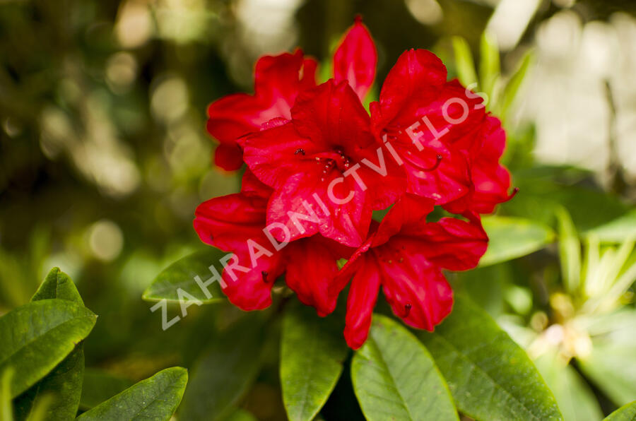 Pěnišník 'Vulcan' - Rhododendron (T) 'Vulcan'