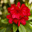 Pěnišník 'Vulcan' - Rhododendron (T) 'Vulcan'