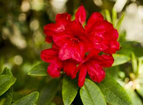 Pěnišník 'Vulcan' - Rhododendron (T) 'Vulcan'