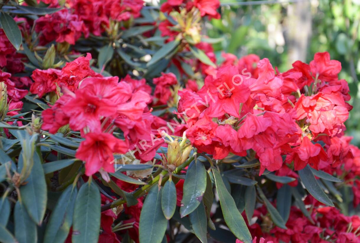 Pěnišník 'Vulcan' - Rhododendron (T) 'Vulcan'