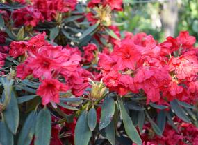 Pěnišník 'Vulcan' - Rhododendron (T) 'Vulcan'