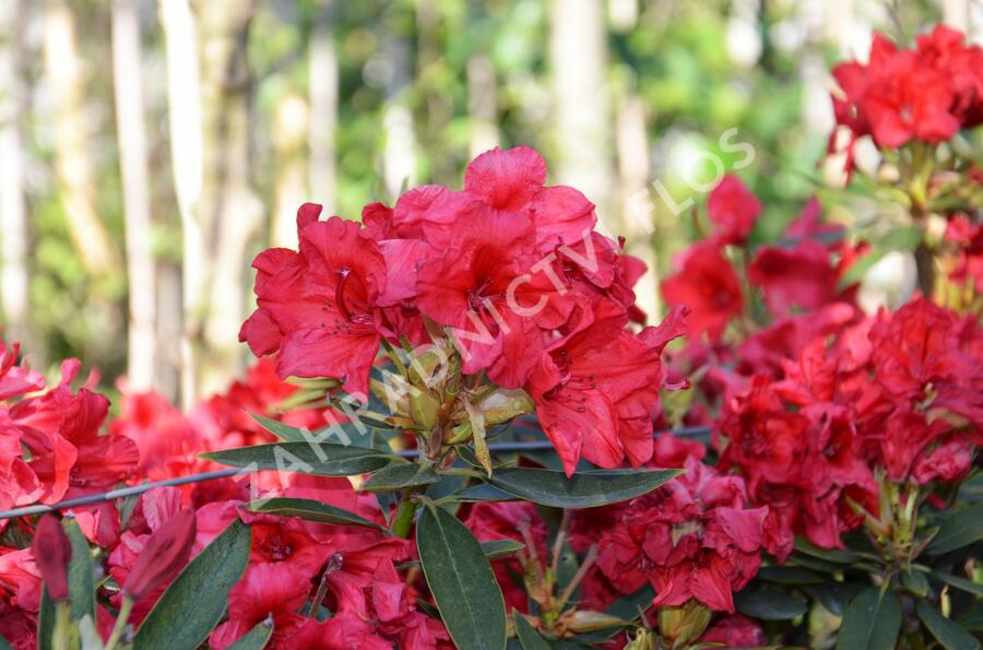 Pěnišník 'Vulcan' - Rhododendron (T) 'Vulcan'
