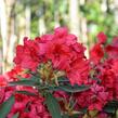 Pěnišník 'Vulcan' - Rhododendron (T) 'Vulcan'
