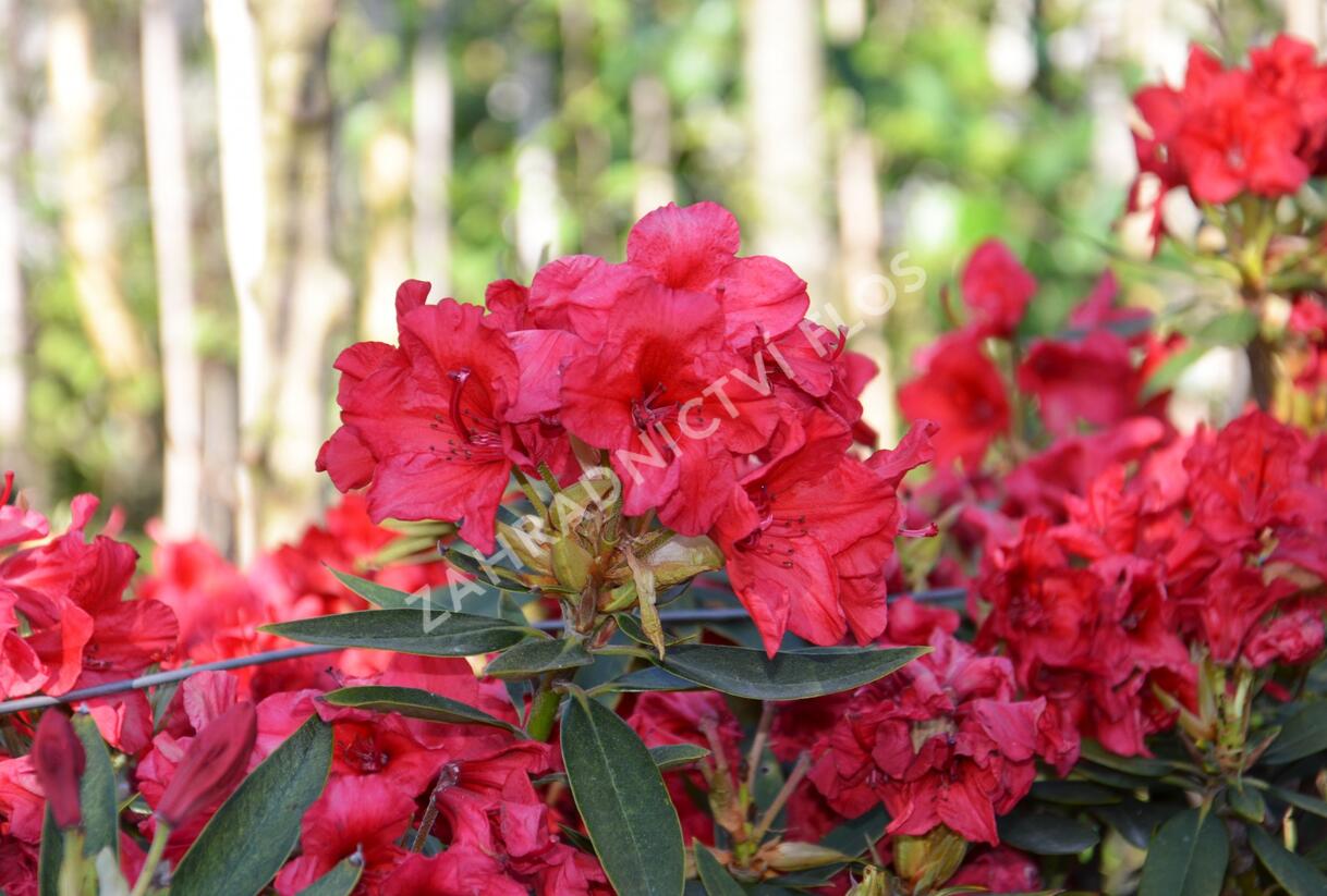 Pěnišník 'Vulcan' - Rhododendron (T) 'Vulcan'