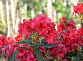Pěnišník 'Vulcan' - Rhododendron (T) 'Vulcan'