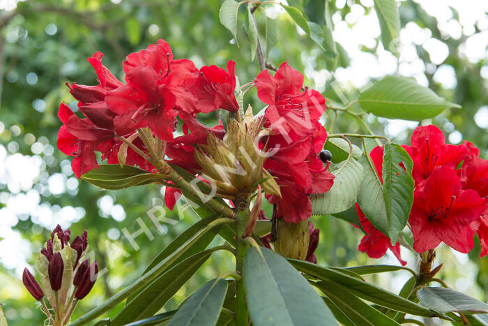 Pěnišník 'Vulcan' - Rhododendron (T) 'Vulcan'