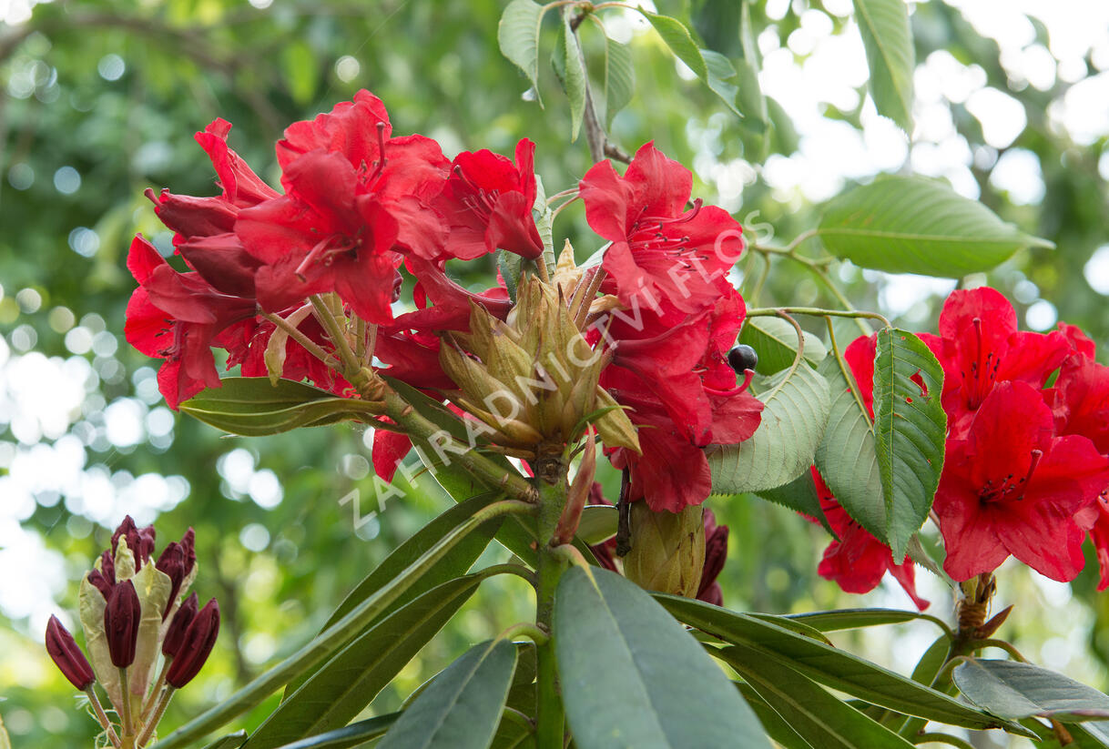 Pěnišník 'Vulcan' - Rhododendron (T) 'Vulcan'