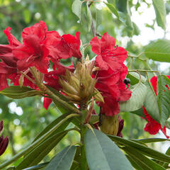 Pěnišník 'Vulcan' - Rhododendron (T) 'Vulcan'