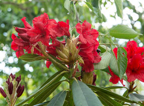 Pěnišník 'Vulcan' - Rhododendron (T) 'Vulcan'