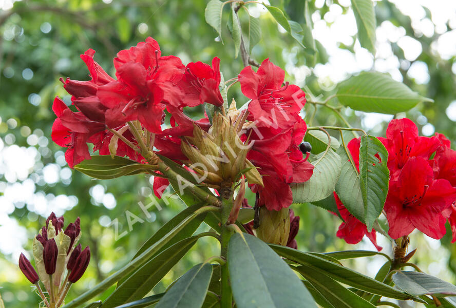 Pěnišník 'Vulcan' - Rhododendron (T) 'Vulcan'
