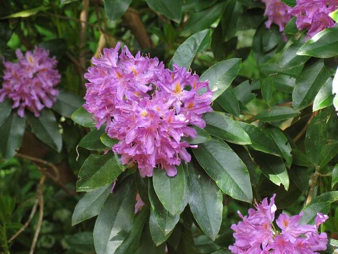 Pěnišník černomořský - Rhododendron ponticum