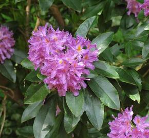 Pěnišník černomořský - Rhododendron ponticum