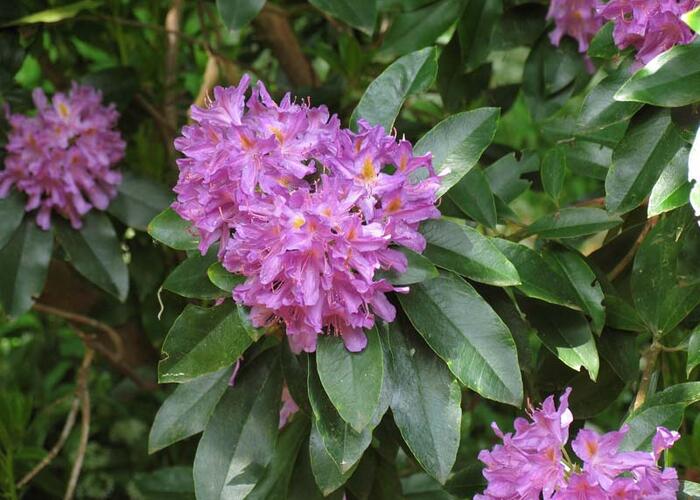 Pěnišník černomořský - Rhododendron ponticum