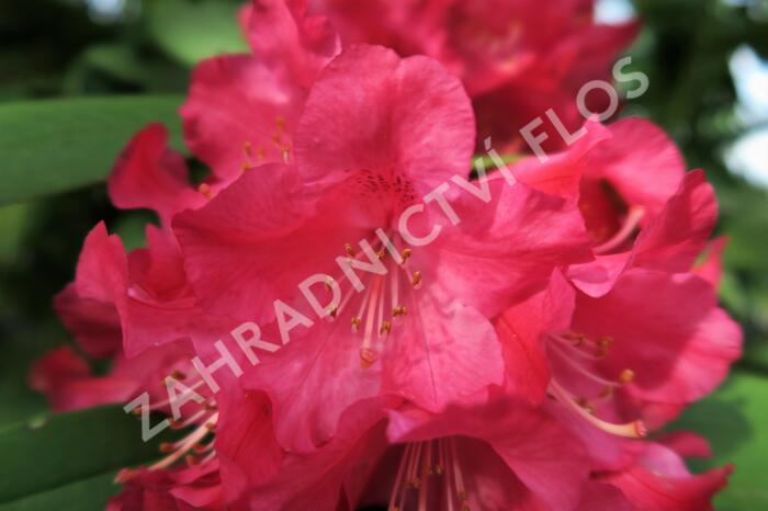 Pěnišník 'Berliner Liebe' - Rhododendron 'Berliner Liebe'