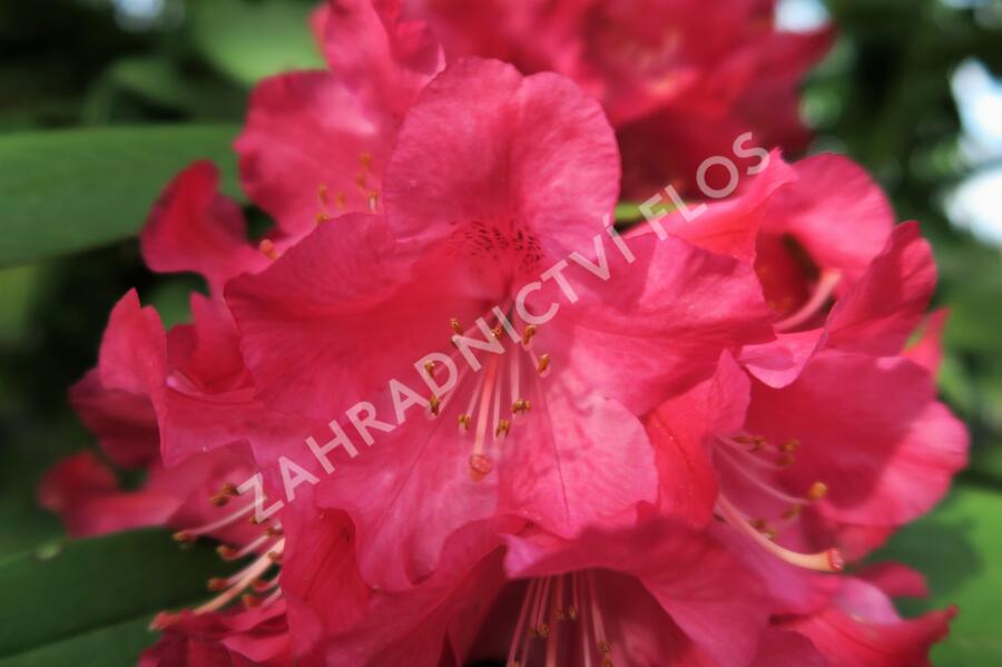 Pěnišník 'Berliner Liebe' - Rhododendron 'Berliner Liebe'