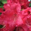 Pěnišník 'Berliner Liebe' - Rhododendron 'Berliner Liebe'