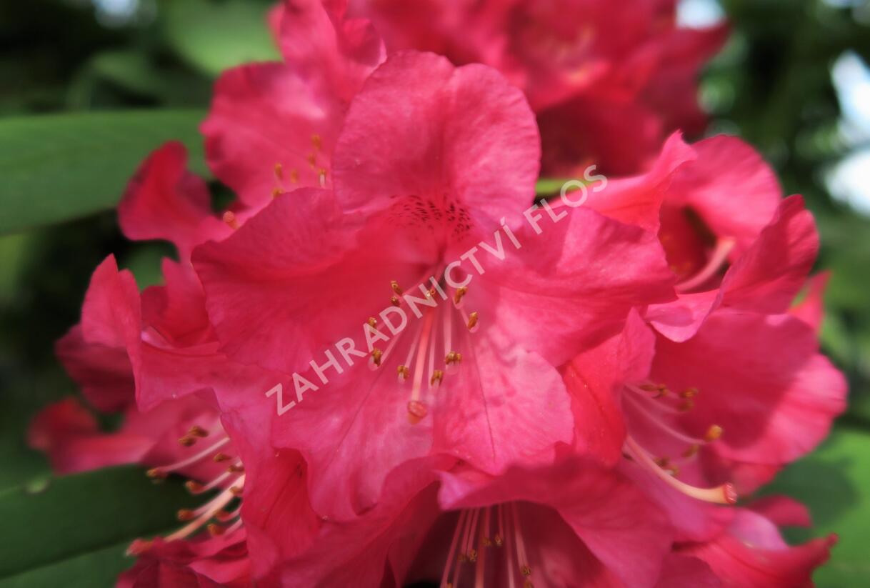 Pěnišník 'Berliner Liebe' - Rhododendron 'Berliner Liebe'
