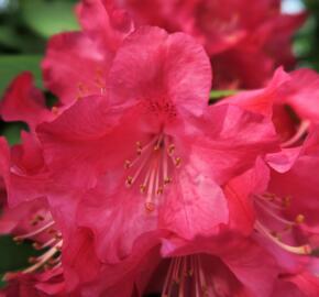 Pěnišník 'Berliner Liebe' - Rhododendron 'Berliner Liebe'