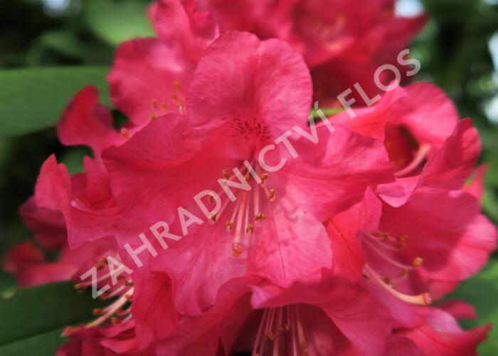 Pěnišník 'Berliner Liebe' - Rhododendron 'Berliner Liebe'