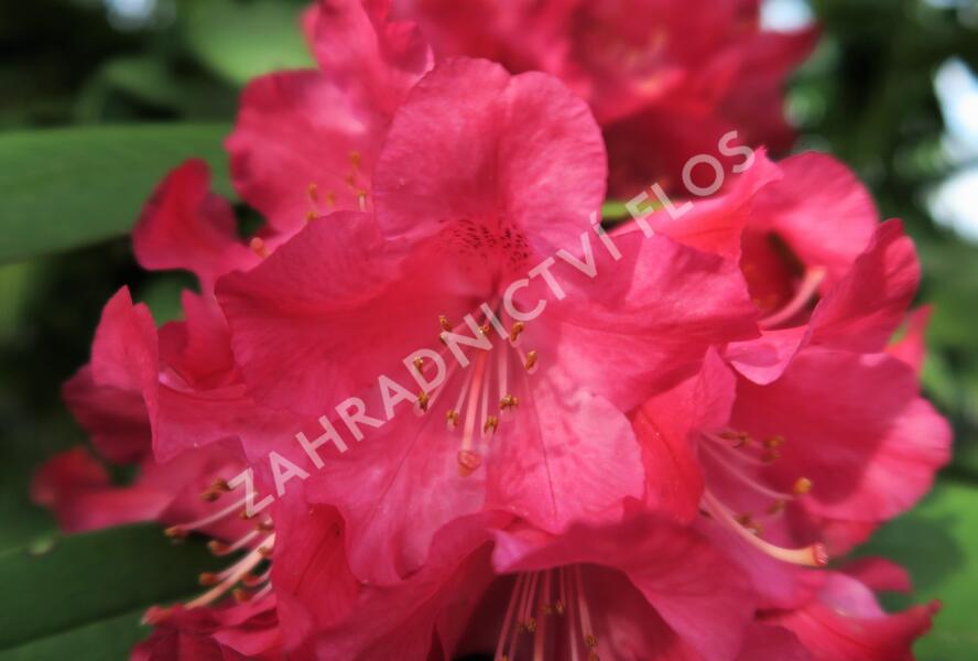 Pěnišník 'Berliner Liebe' - Rhododendron 'Berliner Liebe'