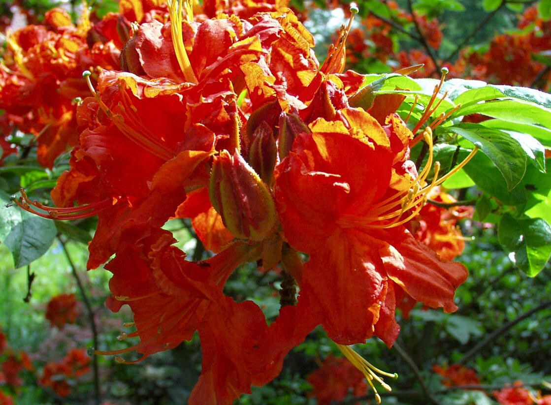Azalka 'Royal Command' - Azalea (KH) 'Royal Command'