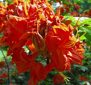 Azalka 'Royal Command' - Azalea (KH) 'Royal Command'