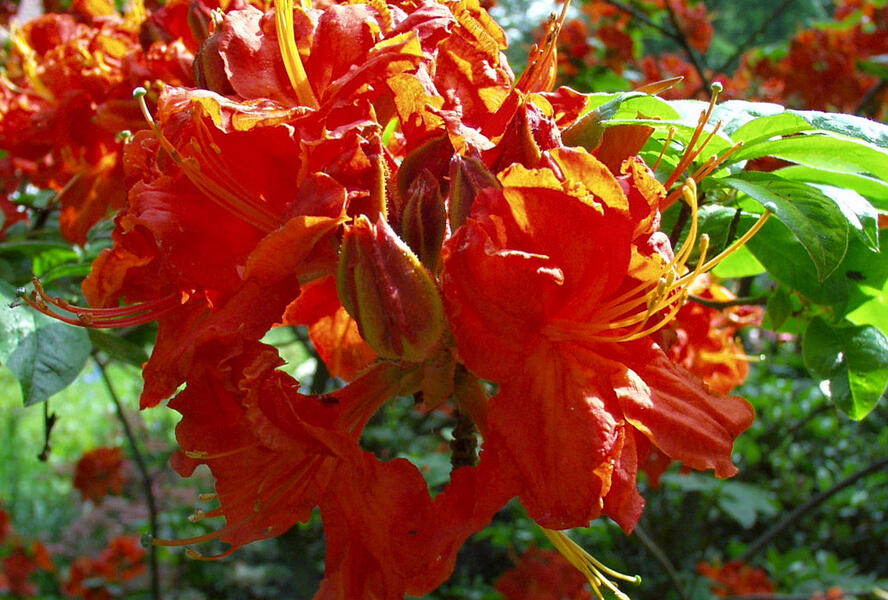 Azalka 'Royal Command' - Azalea (KH) 'Royal Command'