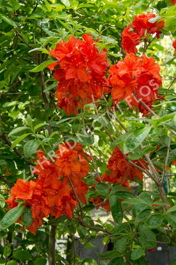 Azalka 'Feuerwerk' - Azalea (KH) 'Feuerwerk'