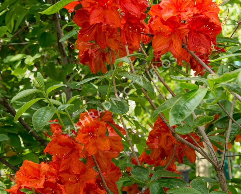 Azalka 'Feuerwerk' - Azalea (KH) 'Feuerwerk'