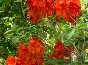 Azalka 'Feuerwerk' - Azalea (KH) 'Feuerwerk'