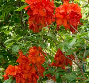 Azalka 'Feuerwerk' - Azalea (KH) 'Feuerwerk'