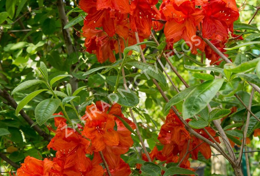 Azalka 'Feuerwerk' - Azalea (KH) 'Feuerwerk'
