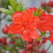 Azalka 'Feuerwerk' - Azalea (KH) 'Feuerwerk'