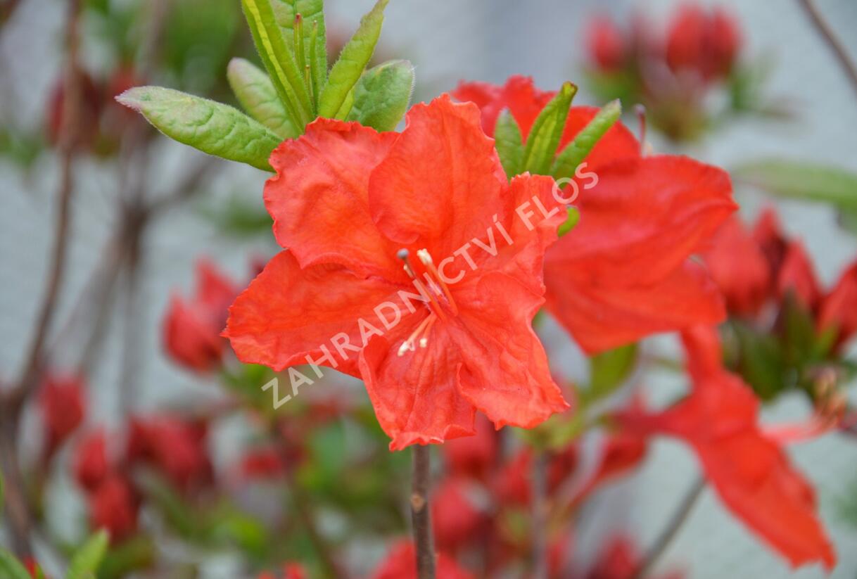 Azalka 'Feuerwerk' - Azalea (KH) 'Feuerwerk'