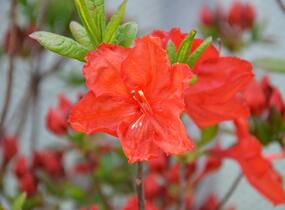 Azalka 'Feuerwerk' - Azalea (KH) 'Feuerwerk'