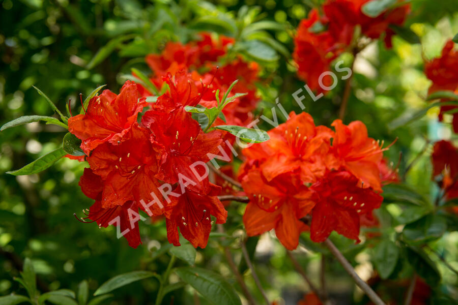 Azalka 'Feuerwerk' - Azalea (KH) 'Feuerwerk'