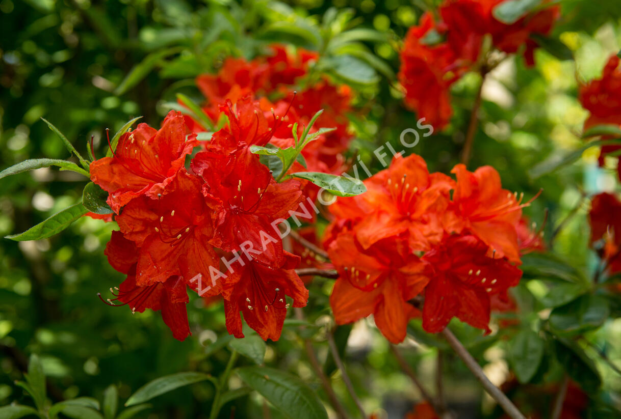 Azalka 'Feuerwerk' - Azalea (KH) 'Feuerwerk'