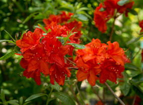 Azalka 'Feuerwerk' - Azalea (KH) 'Feuerwerk'