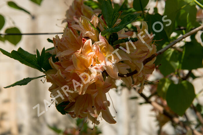 Azalka 'Antilope' - Azalea 'Antilope'