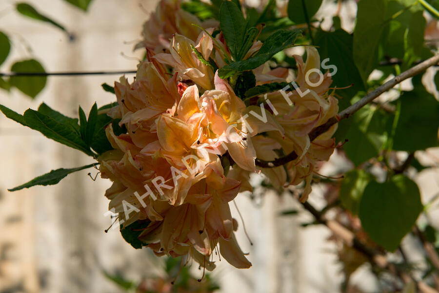 Azalka 'Antilope' - Azalea 'Antilope'