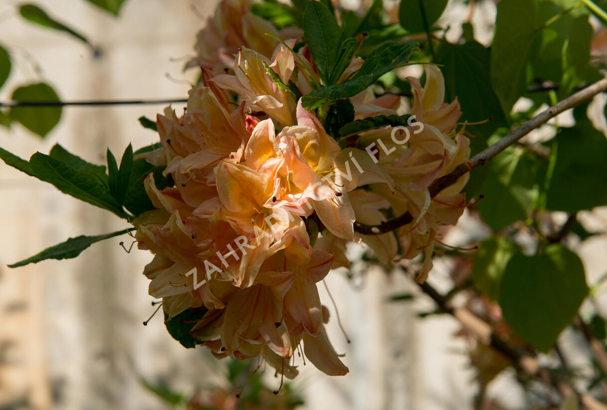 Azalka 'Antilope' - Azalea 'Antilope'